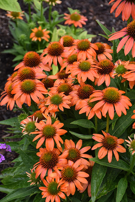Echinachea Soft Orange 15cm