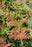 Fern Dryopteris Brilliance 11CM