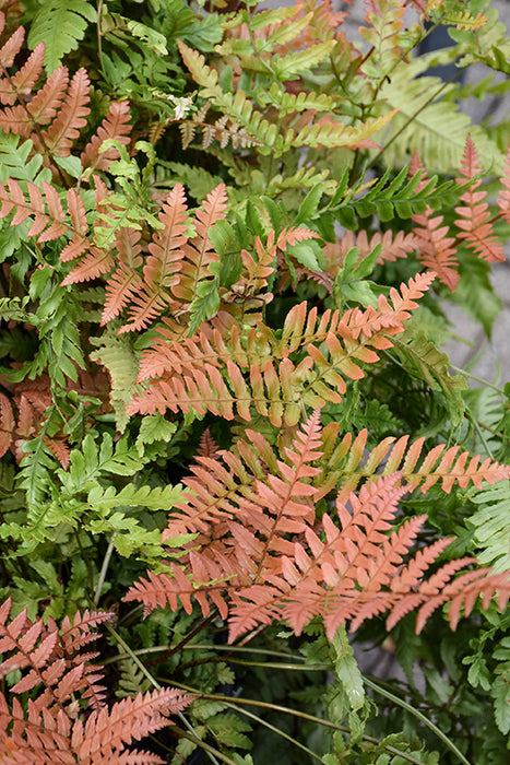 Fern Dryopteris Brilliance 11CM