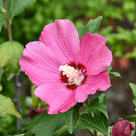 Hibiscus Syriacus Chateau Chambord PP #2