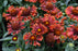 Gaillardia Spintop 11cm