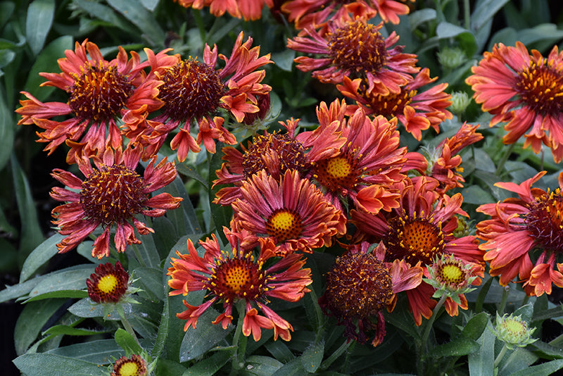 Gaillardia Spintop 11cm