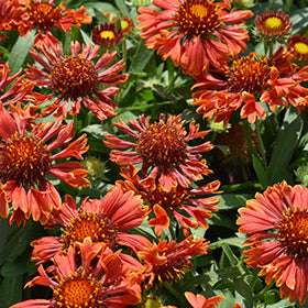 Gaillardia Spintop 11cm