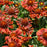 Gaillardia Spintop 11cm