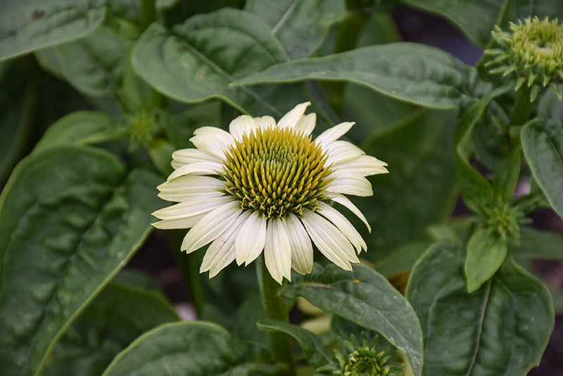 Echinacea Prairie Blaze 11cm