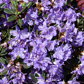 Rhododendron 'Ramapo' #1