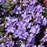 Rhododendron 'Ramapo' #1