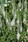 Veronica Magic Show White Wands 17cm Ex PER