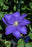 Clematis hybrid Diana's Delight