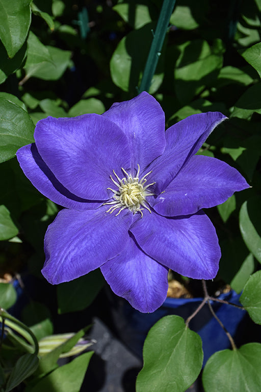Clematis hybrid Diana's Delight