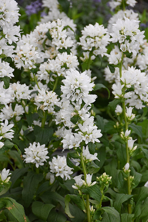 Campanula glomerata Angel Bells 17cm