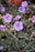 Geranium Boom Chocolatta PW #1