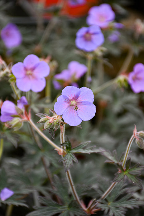 Geranium Boom Chocolatta PW #1