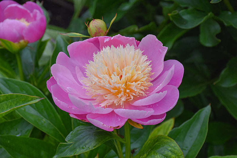 Peony Paeonia Bowl of Beauty 1 Gal