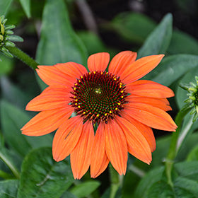Echinacea Prairie Blaze 11cm