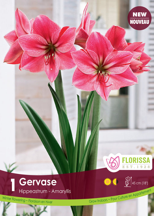 Amaryllis Gervase