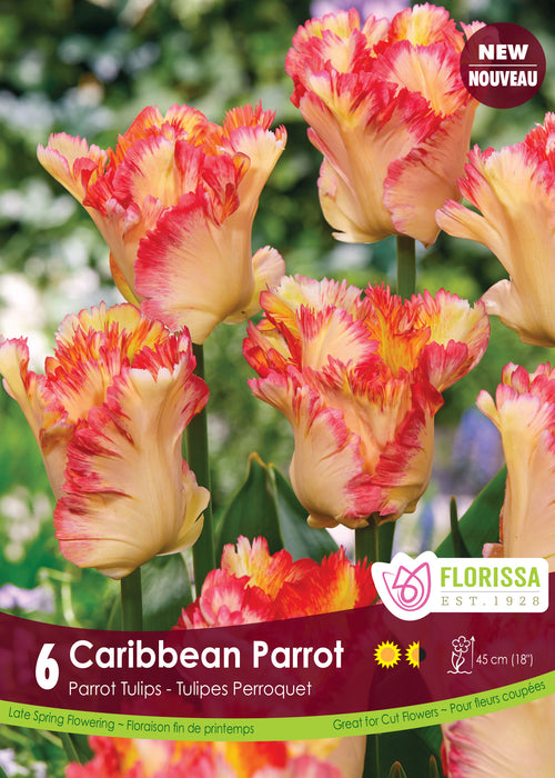 Tulip Caribbean Parrot