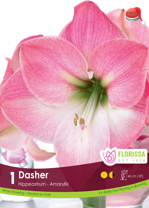 Amaryllis Dasher