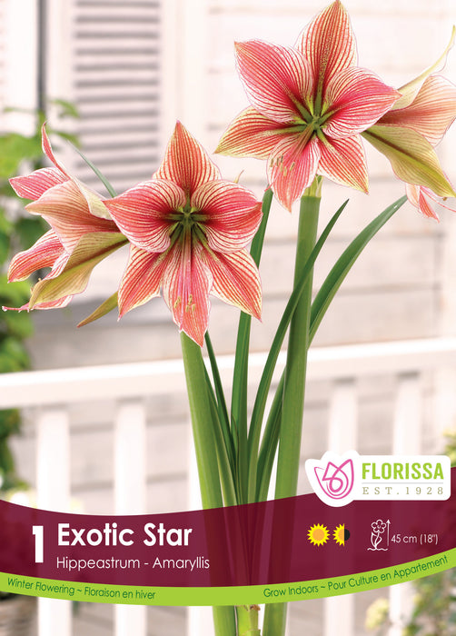 Amaryllis Exotic Star