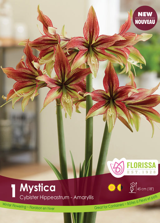 Amaryllis Mystica