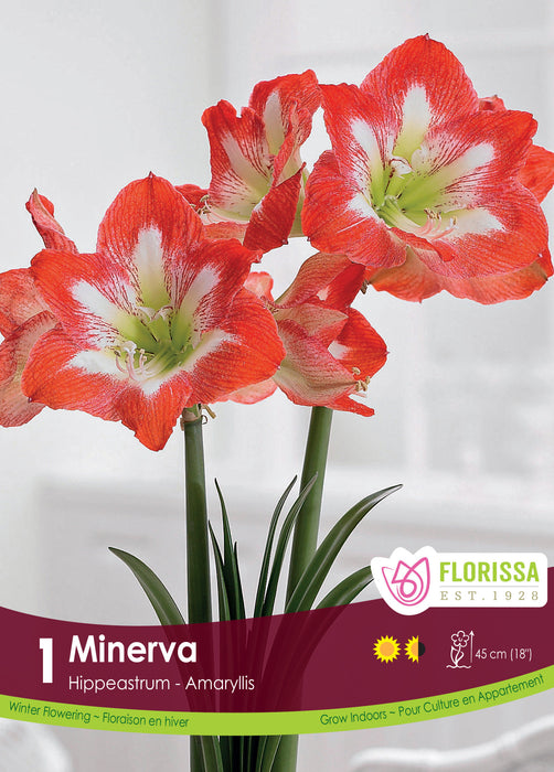 Amaryllis Minerva