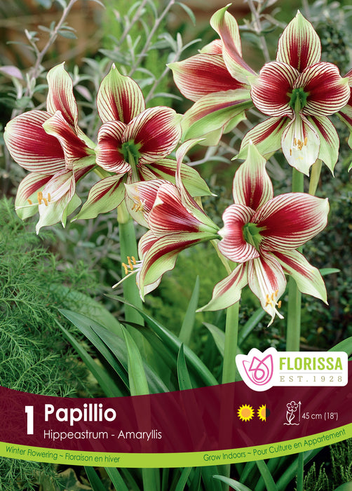 Amaryllis Papillio