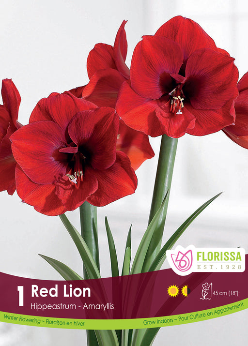 Amaryllis Red Lion