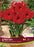 Amaryllis Red Lion 42+