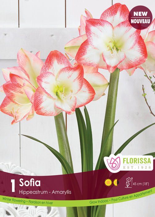 Amaryllis Sofia