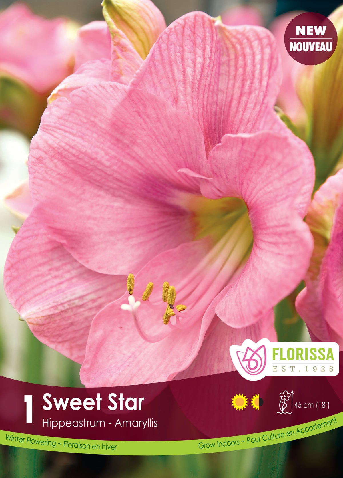 Amaryllis Sweet Star | Dutch Growers Regina