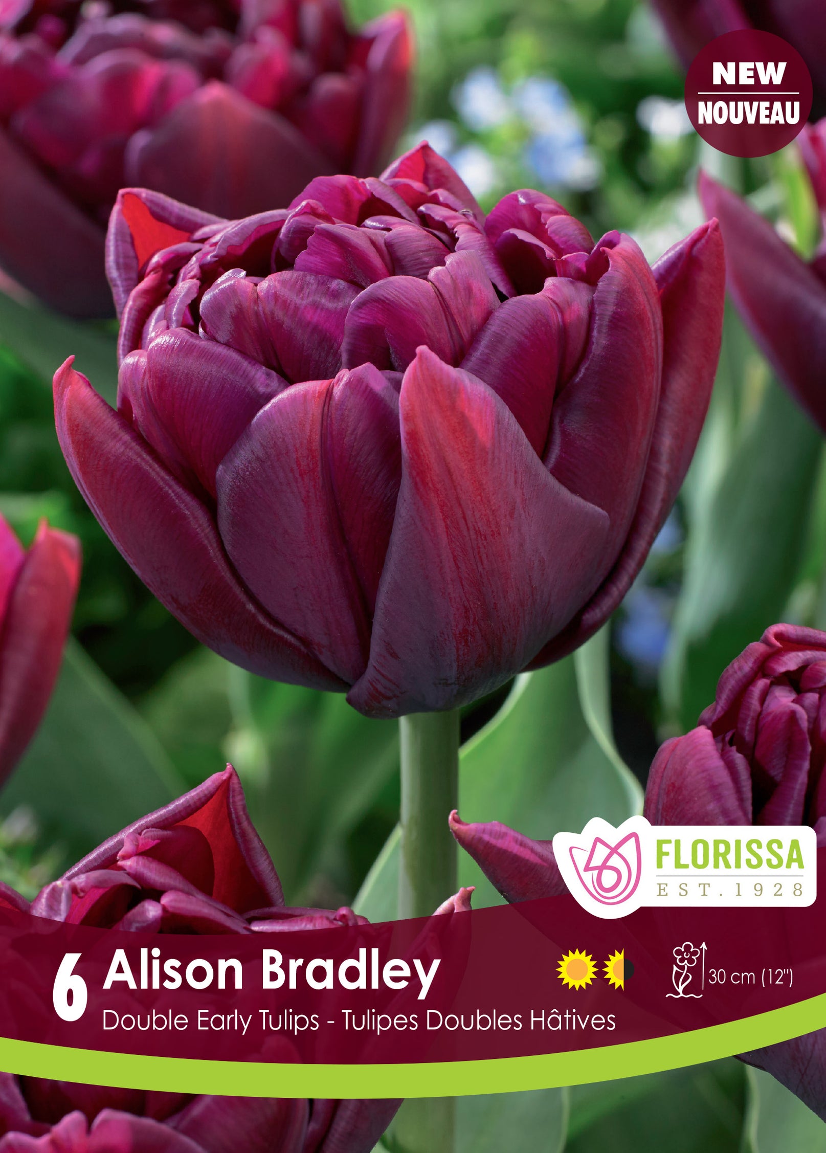 Tulip Alison Bradley — Dutch Growers Regina