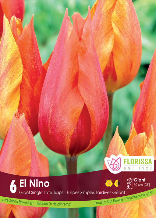 Tulip El Nino