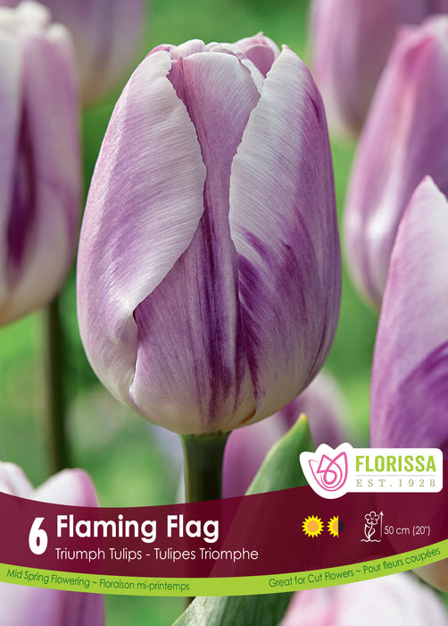 Tulip Flaming Flag