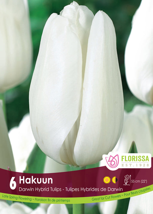 Tulip Hakuun