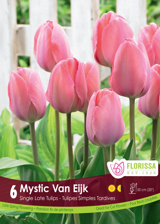 Mystic Van Eijk