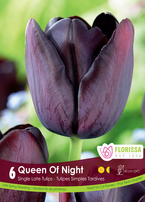 Tulip Queen of the Night