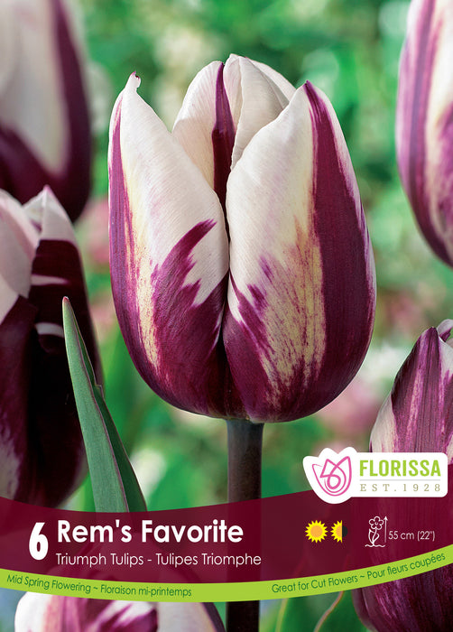 Tulip Rem's Favorite