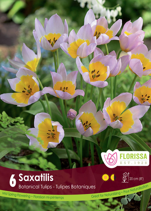 Tulip Saxatilis