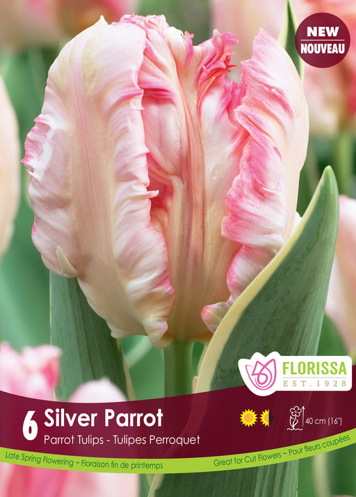 Tulip Silver Parrot