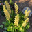 Lupinus Staircase Yellow 2G