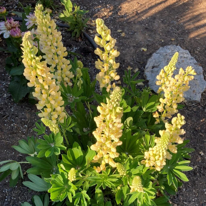 Lupinus Staircase Yellow 2G