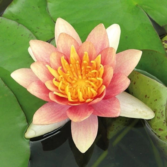 Water Lily Nymphaea Mini orange 5"