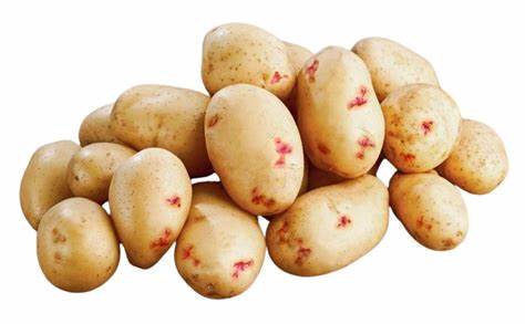 Seed Potato - Warba 10 lb Yellow