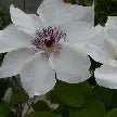 Clematis Hybrid Ninon