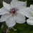 Clematis Hybrid Ninon