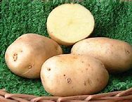 Seed Potato - Adora 5 lb Yellow