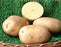 Seed Potato - Adora 5 lb Yellow