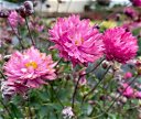 Anemone Puff Pink 2Gal