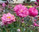 Anemone Puff Pink 2Gal