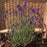Lavandula LaDiva Spirit Purple Blue #2